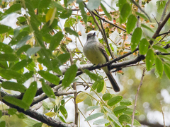 Myiarchus cephalotes