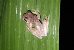 Ptychohyla hypomykter