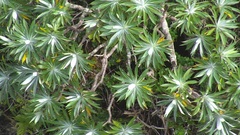 Robinsonia
