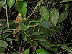 Ptychohyla hypomykter