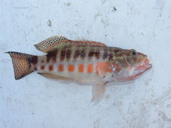Serranus psittacinus