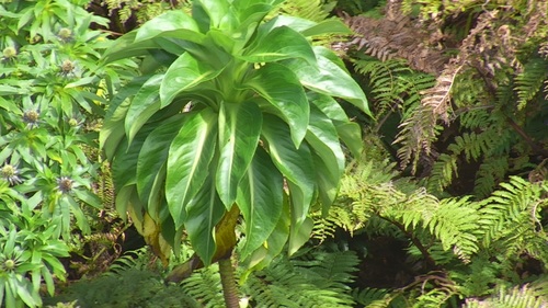 Centaurodendron dracaenoides