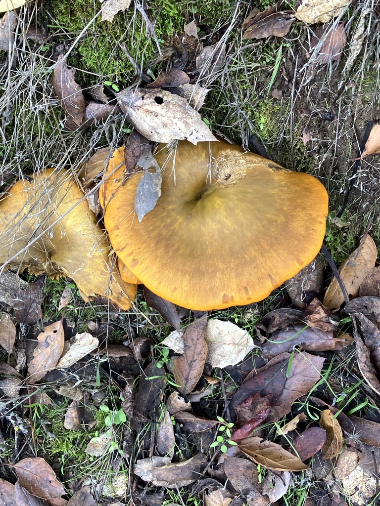 Omphalotus olivascens · November 2025 · photo: © rachmono (iNaturalist, CC)