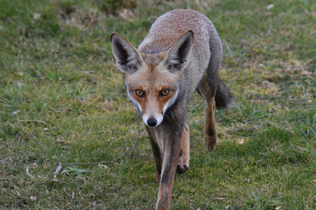 Palestinian Fox Palestinian Red Fox from Ashkelon, Israel on January 1, 2020 at 02:25 ...