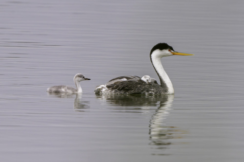 iNaturalist observation photo of Clark's Grebe