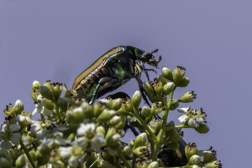 iNaturalist observation photo of Figeater Beetle