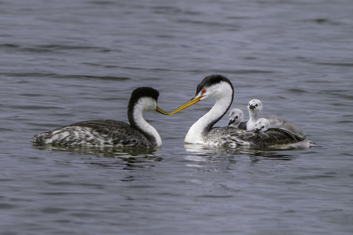 iNaturalist observation photo of Clark's Grebe