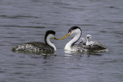 Clark's Grebe photo 6