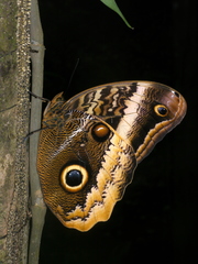 Caligo atreus image