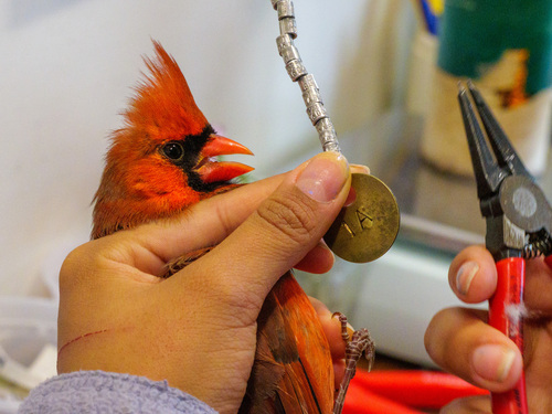 Northern Cardinal photographed in Massachusetts