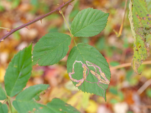 Unknown species found near Plymouth, MA, USA
