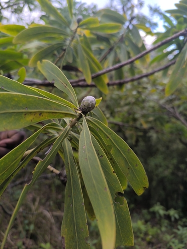 African sugarbush (Protea gaguedi)