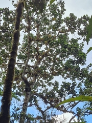 (c) Daniel Mesa, some rights reserved (CC BY) Magnolia yarumalensis, photograph (c) Daniel Mesa, some rights reserved (CC BY)