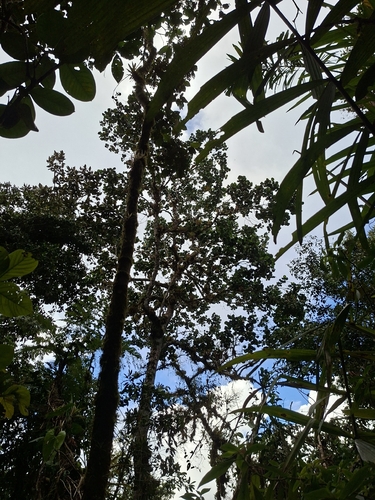 Magnolia yarumalensis, photograph 3