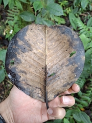 (c) Daniel Mesa, some rights reserved (CC BY) Magnolia yarumalensis, photograph (c) Daniel Mesa, some rights reserved (CC BY)
