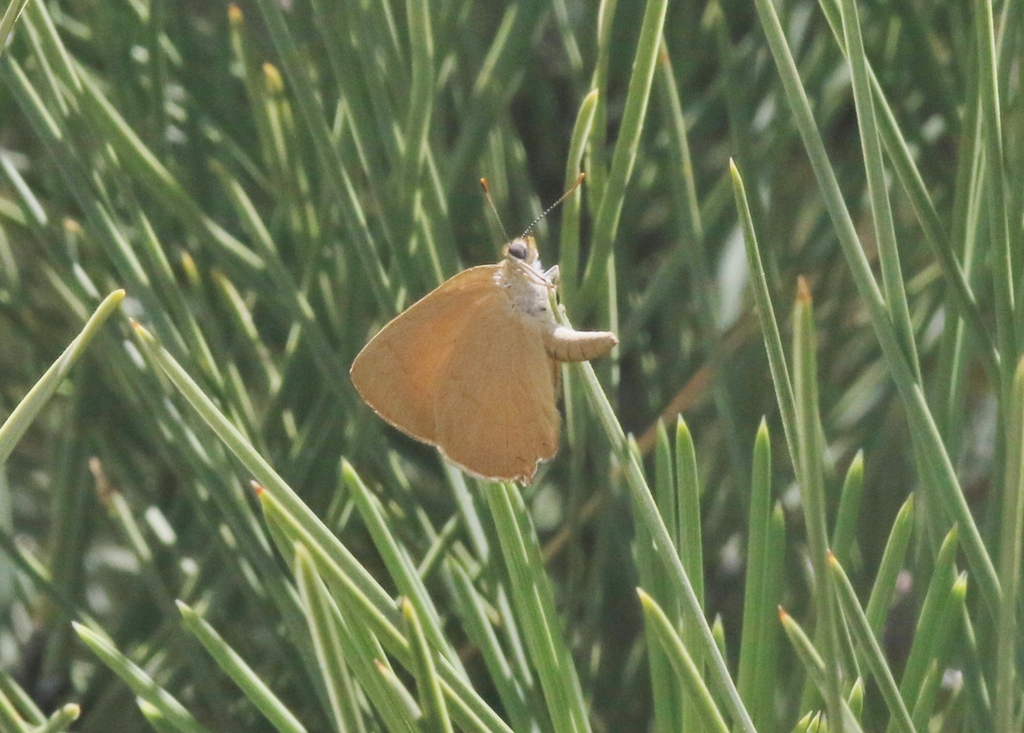 Baja Hairstreak