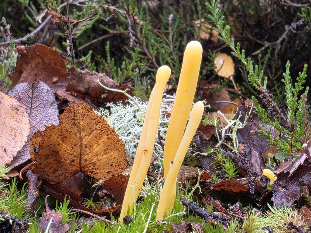 Clavaria argillacea · November 2025 · photo: © fungaryum (iNaturalist, cc0)