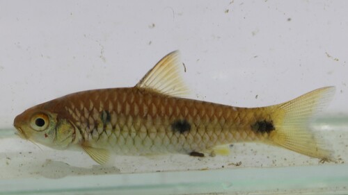 Tiekoro barb (Enteromius tiekoroi) — Cyprinidae — 3