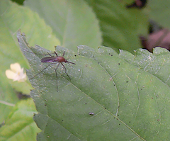 Culex pipiens