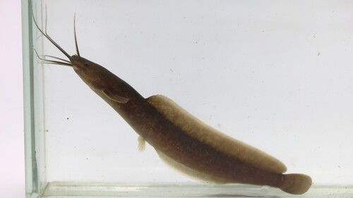 Rainforest airbreathing catfish (Clarias salae) — Clariidae — 5