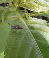 Culex pipiens