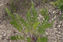 Artemisia japonica