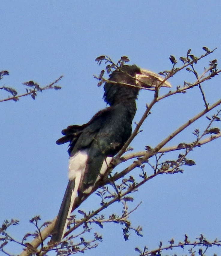 Piping Hornbill (Bycanistes fistulator), photo 4
