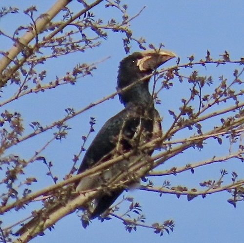 Piping Hornbill (Bycanistes fistulator), photo 2