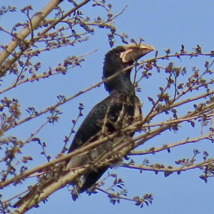 Piping Hornbill (Bycanistes fistulator), photo 3