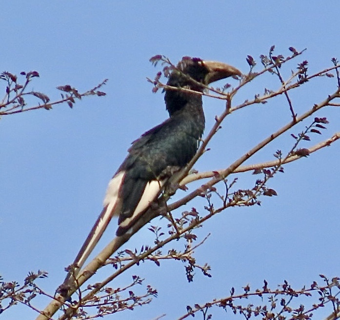 Piping Hornbill (Bycanistes fistulator), photo 5