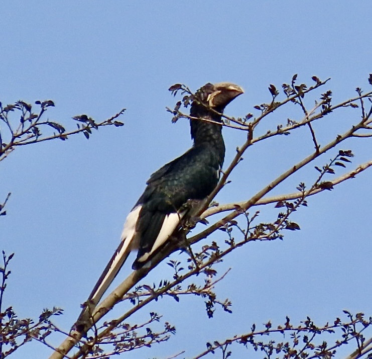 Piping Hornbill (Bycanistes fistulator), photo 6