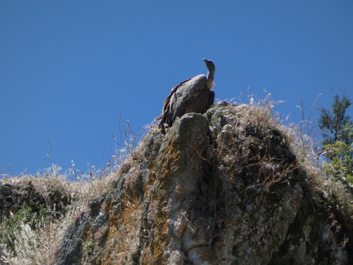 Buitre leonado (Gyps fulvus)