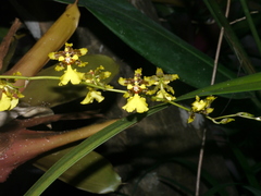 Oncidium sphacelatum
