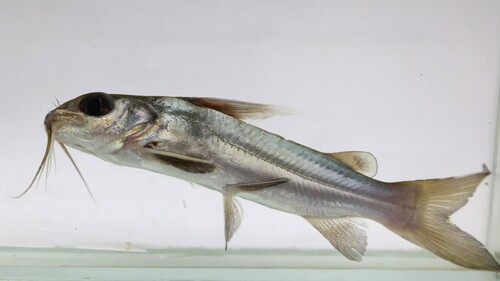 Johnels's catfish (Chrysichthys johnelsi) — Claroteidae