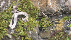 Haloragis masatierrana