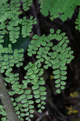 Adiantum amplum