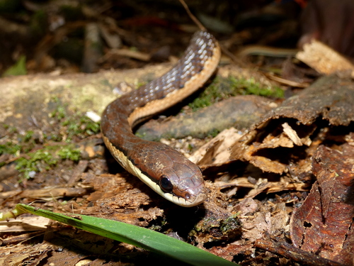 Eastern Rainforest Smooth Snake