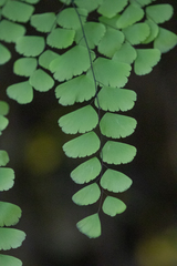 Adiantum amplum