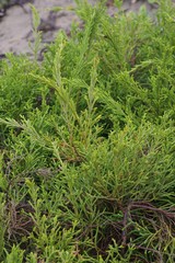 Passerina rigida