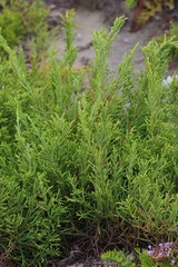 Passerina rigida