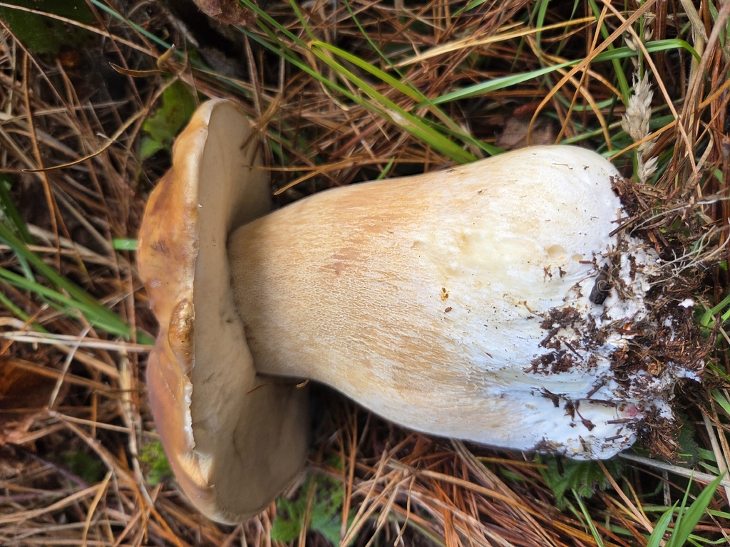 Boletus edulis grandedulis · November 2025 · photo: © curleycurlew (iNaturalist, cc-by)