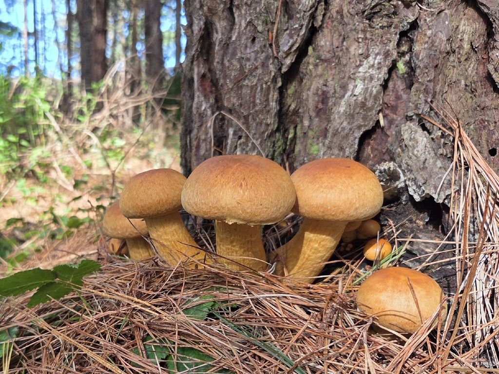 Gymnopilus ventricosus · November 2025 · photo: © curleycurlew (iNaturalist, cc-by)