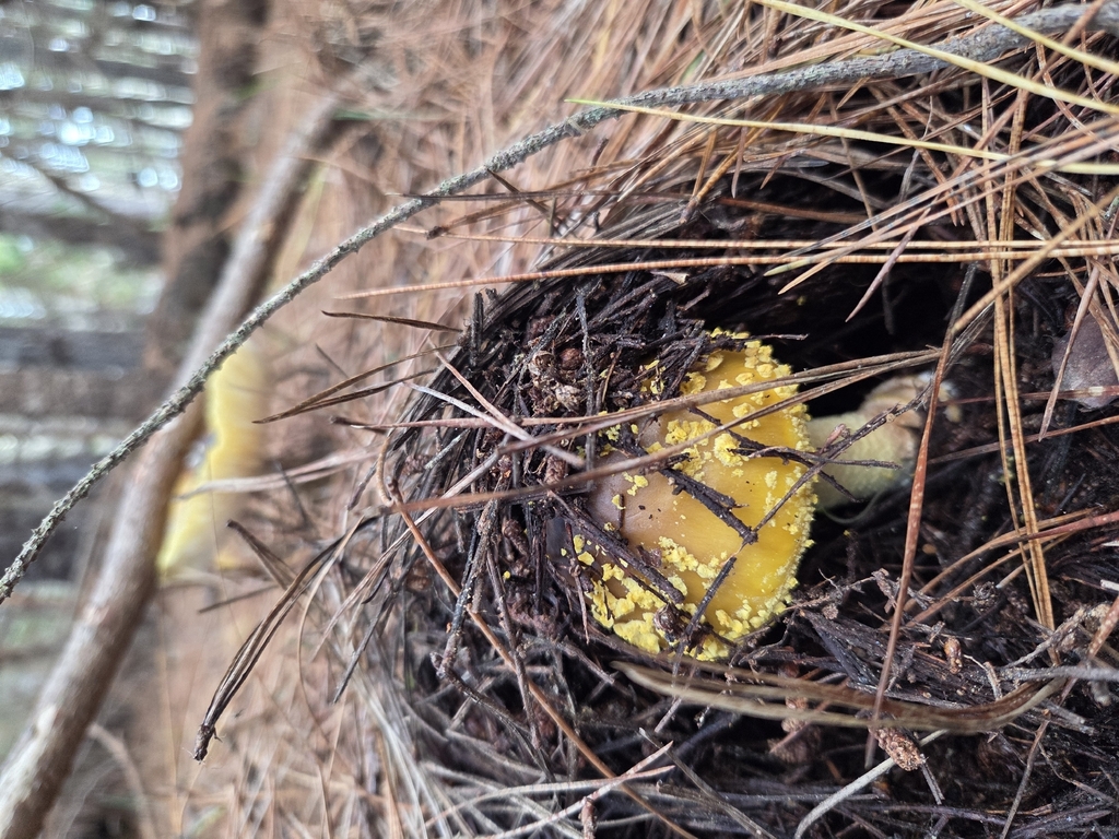 Amanita augusta · November 2025 · photo: © curleycurlew (iNaturalist, cc-by)