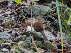 Synallaxis cinnamomea