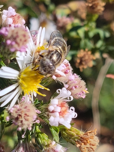 Unknown species found near Beechmont, Louisville, KY, USA