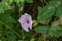 Ipomoea setosa
