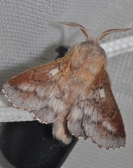 Phyllodesma americana