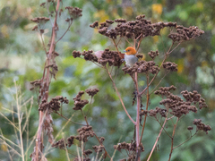 Thlypopsis fulviceps