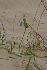 Cyperus brevis