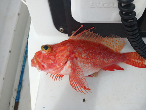 Longspine scorpionfish (Pontinus longispinis) — Scorpaenidae — 3